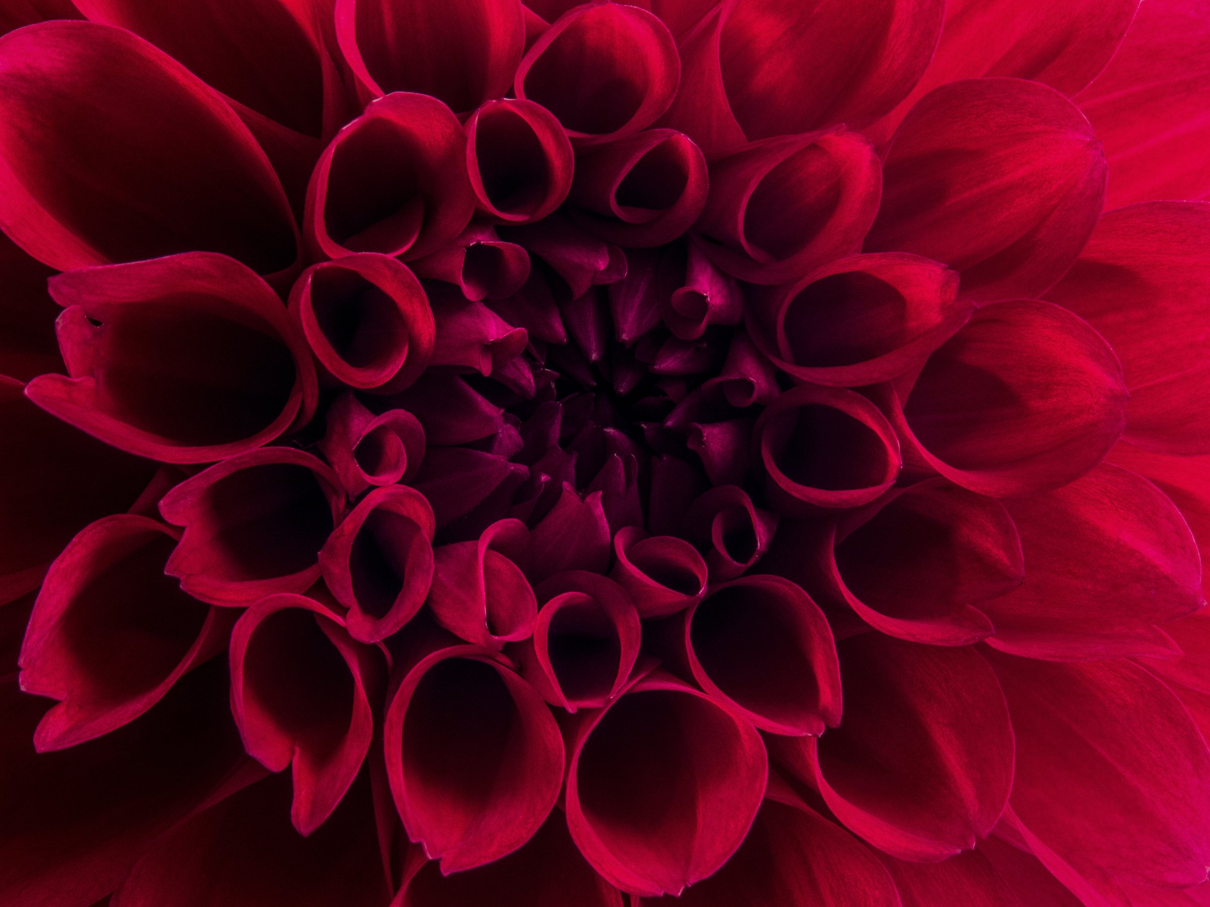 Red Dahlia